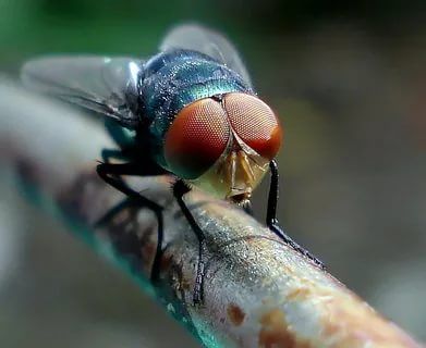 Уничтожение и обработка от мух Зеленоград