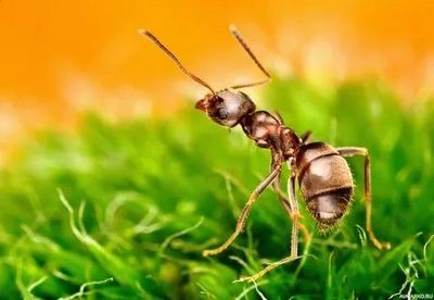 Уничтожение муравьев Зеленоград