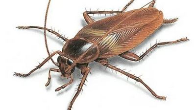 Уничтожение тараканов Зеленоград
